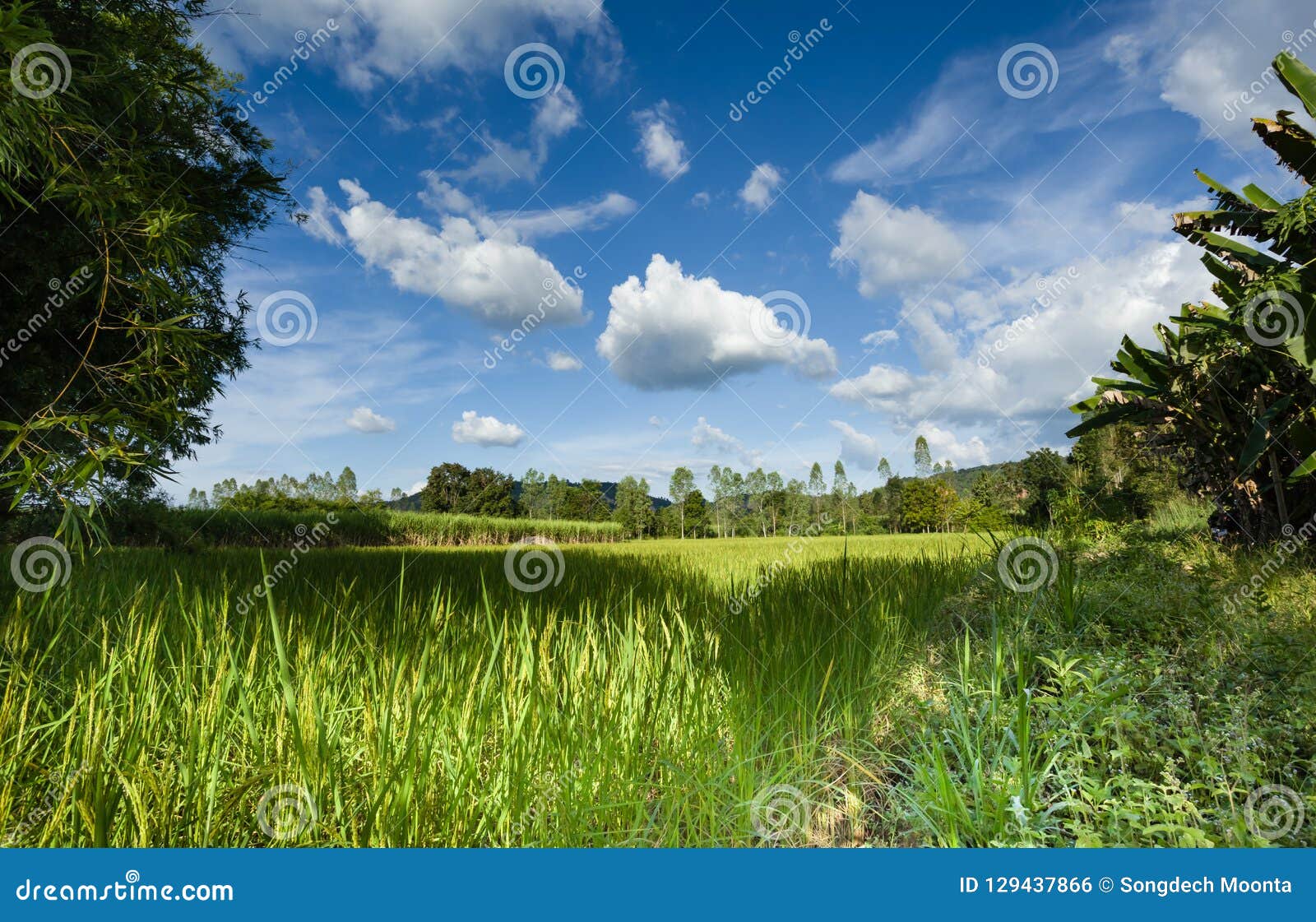 agricultural plots landscape